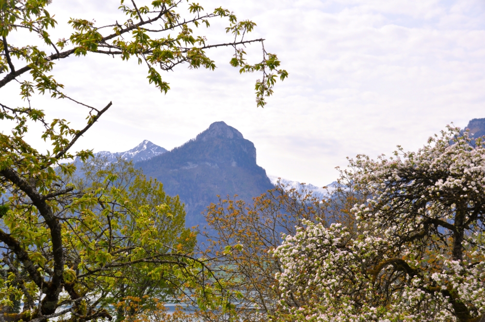 Frühling Wolfgangsee 24